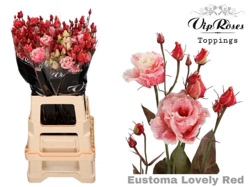 Eustoma russellianum gevuldbloemig kleurbehandeld H%