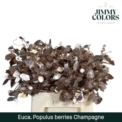 Eucalyptus kleurbehandeld per bos H%