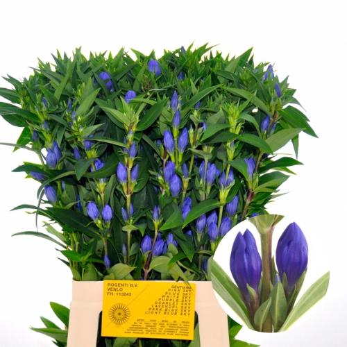 Gentiana Blue Sky