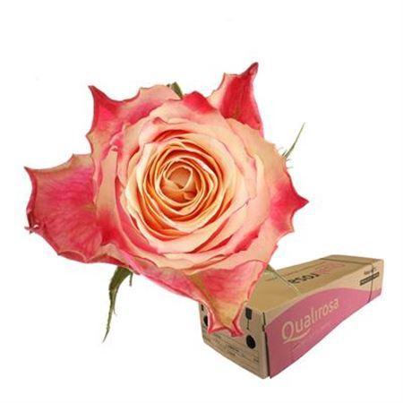 Rosa grootbloemig Chapeau