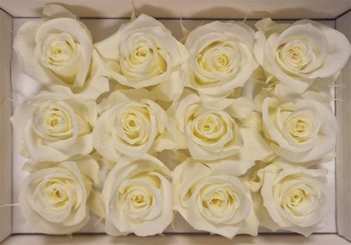 Rosa grootbloemig kleurbehandeld H%