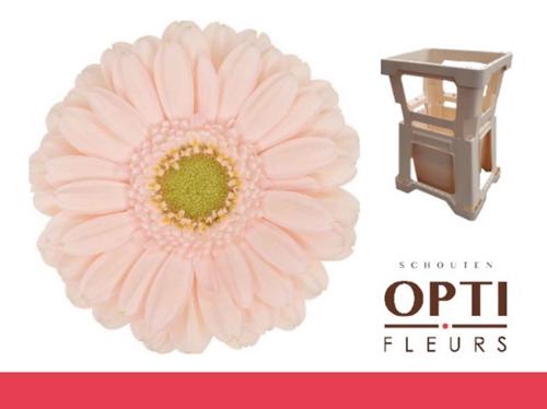 Gerbera mini Alix-Noor
