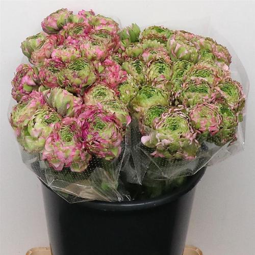 Ranunculus asiaticus 'Pon-Pon Hermione'