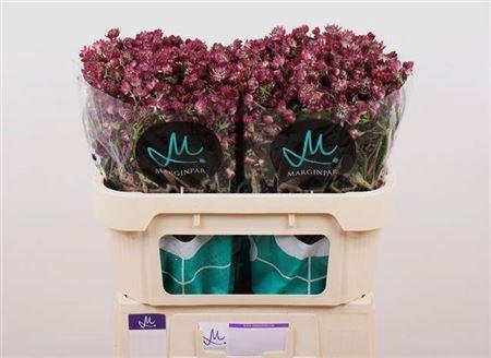 Astrantia major 'Star of Desire'