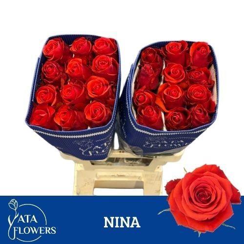 Rosa grootbloemig overig