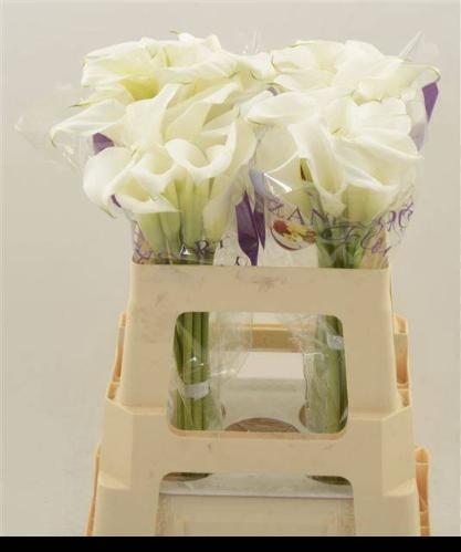 Zantedeschia White Art