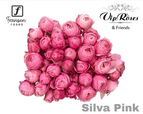 Rosa tros Silva Pink+
