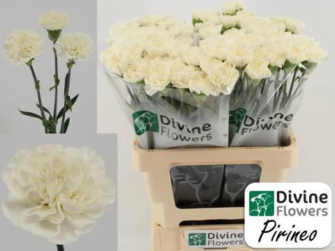 Dianthus standaard Pirineo
