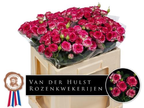 Rosa tros overig