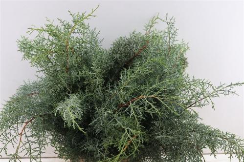 Cupressocyparis leylandii 'Gold Rider'
