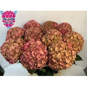 Hydrangea macrophylla Royal Anastasia (classic)