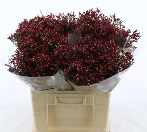 Limonium sinensis Scarlet Diamond