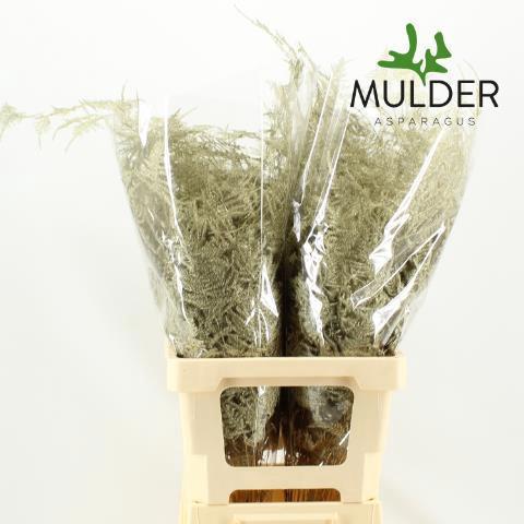 Asparagus overig kleurbehandeld H%