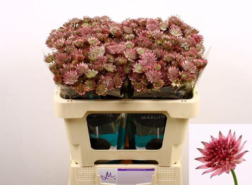 Astrantia major 'Roma'