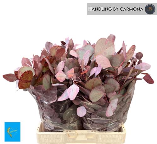 Eucalyptus polyanthemos kleurbehandeld per bos H%