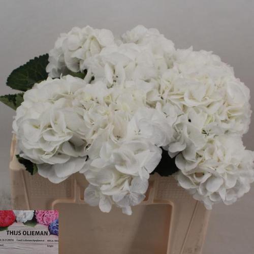 Hydrangea macrophylla 'Schneeball'