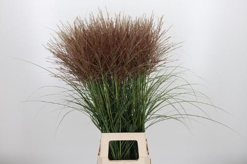 Miscanthus sinensis overig