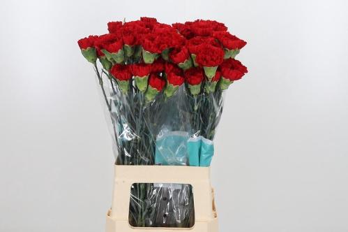 Dianthus standaard Virgilio