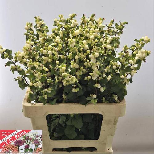 Symphoricarpos Magical Lemon And Lime