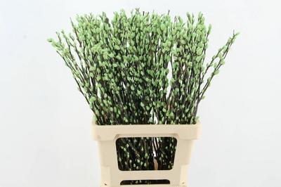 Salix kleurbehandeld H%