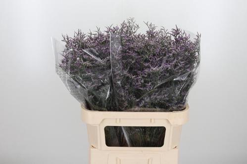 Limonium Safora Lilac