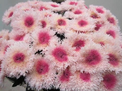 Chrysanthemum geplozen kas kleurbehandeld H%