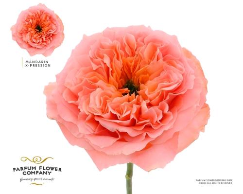 Rosa grootbloemig overig