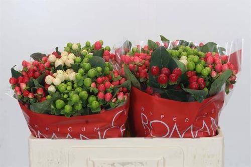 Hypericum androsaemum Rainbow Romance gemengd in fust
