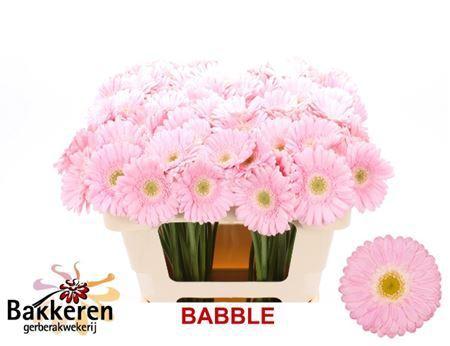 Gerbera mini 'Babble'
