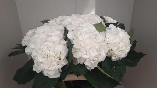Hydrangea macrophylla 'Schneeball'