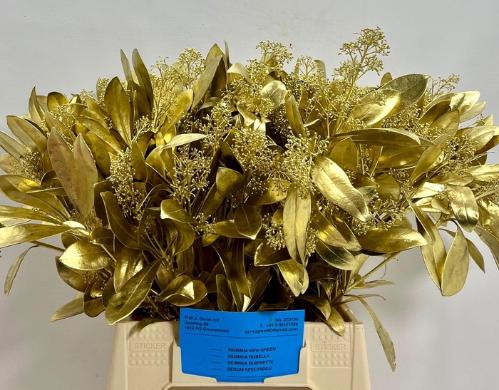 Skimmia per bos overig kleurbehandeld H%