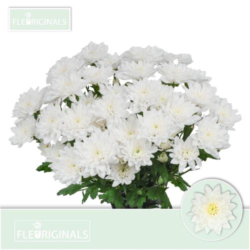 Chrysanthemum Indicum Grp tros kas Baltica