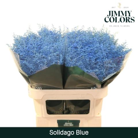 Solidago kleurbehandeld H%