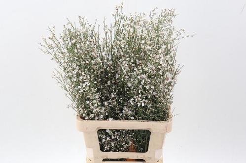 Genista overig wit per bos