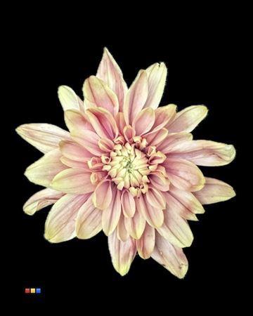 Chrysanthemum Indicum Grp tros kas kleurbehandeld H%