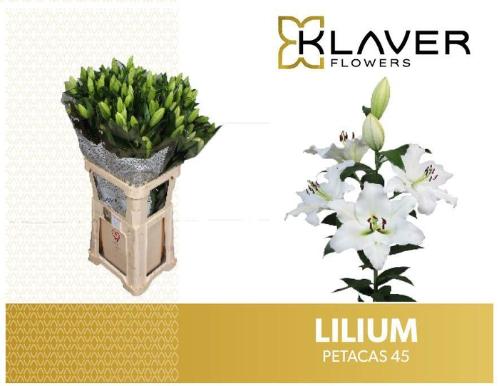 Lilium (OT-hybrids Grp) 'Petacas'