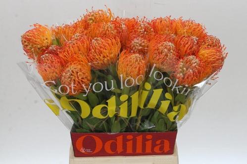 Leucospermum 'Jelena'