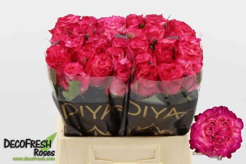 Rosa grootbloemig Enchantment