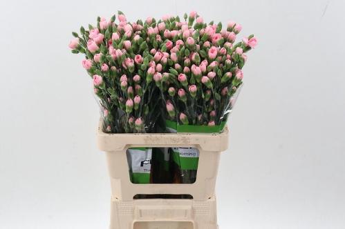 Dianthus tros overig