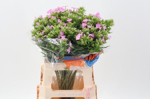 Phlox Paniculata Grp 'Cenura'