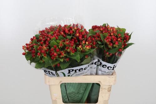 Hypericum inodorum Magical Triumph