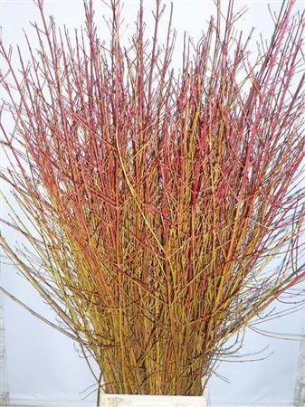 Cornus sanguinea 'Winter Beauty'