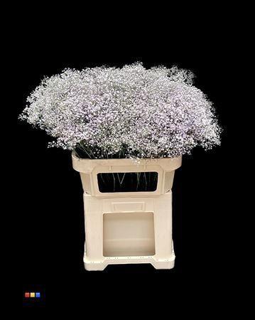 Gypsophila overig kleurbehandeld H%