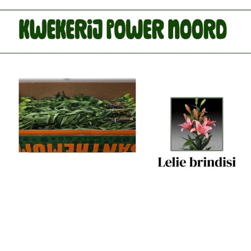Lilium Longiflorum x Aziatische Grp 'Brindisi'