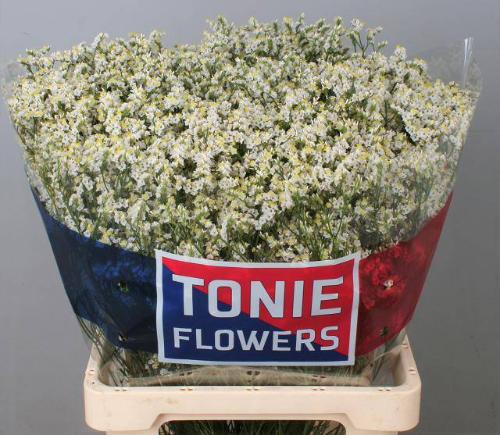 Limonium sinensis Clear Diamond