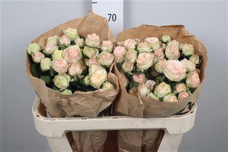 Rosa tros Gentle Trendsetter