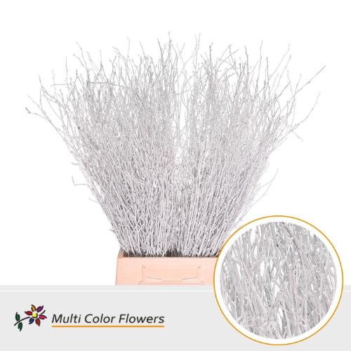 Betula kleurbehandeld H%