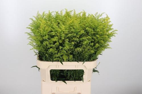 Solidago Tara