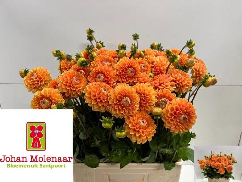 Dahlia 'Sylvia'