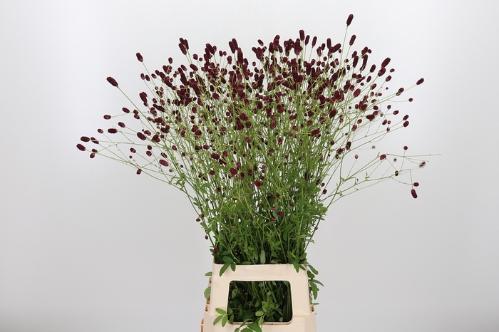 Sanguisorba officinalis 'Boavista'